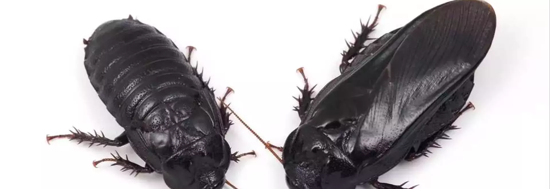 Cockroaches Show Evidence of Long-Term Pair Bonding Through Unique Ritual