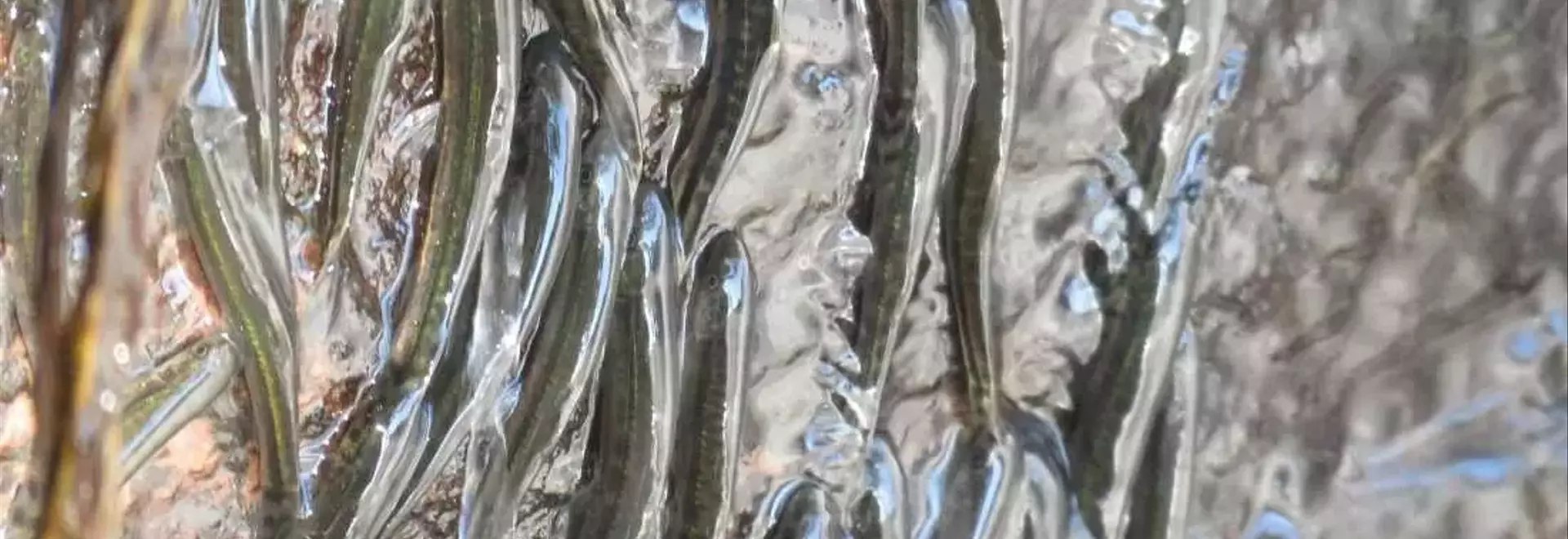 The Amazing Feat of Waterfall-Climbing Fish