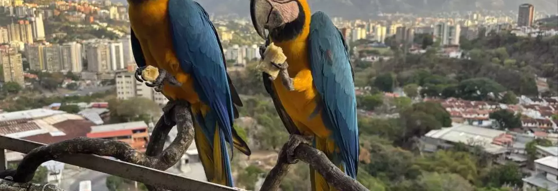 Caracas' Vibrant Macaws Face Habitat Loss Amid Urban Renewal