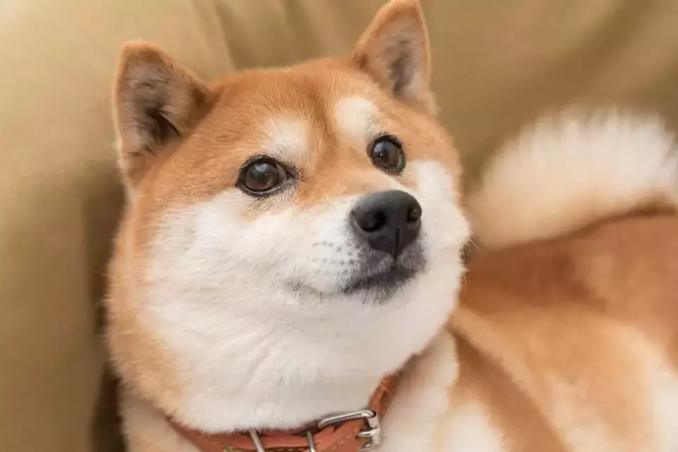 Analyzing Shiba Inu's Market Performance: Beyond the Hype