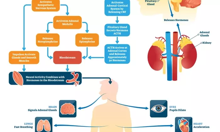 Understanding Stress Management Consultation: A Comprehensive Scientific Overview
