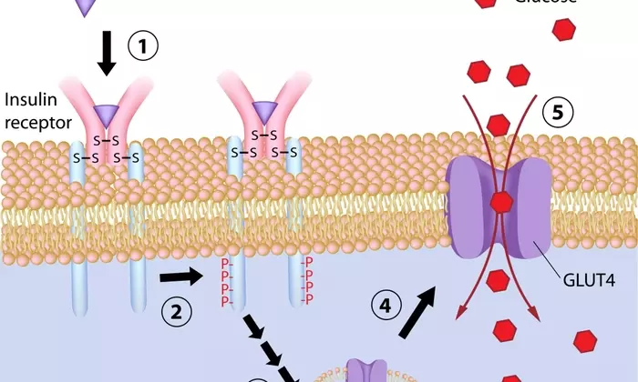 Understanding Anti-Diabetic Medications: A Comprehensive Scientific Overview