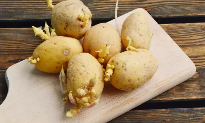 Patate Germogliate: Riconoscere i Rischi e Conservarle Correttamente