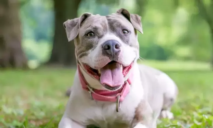 Il Staffordshire Bull Terrier: Caratteristiche, Cura e Convivenza