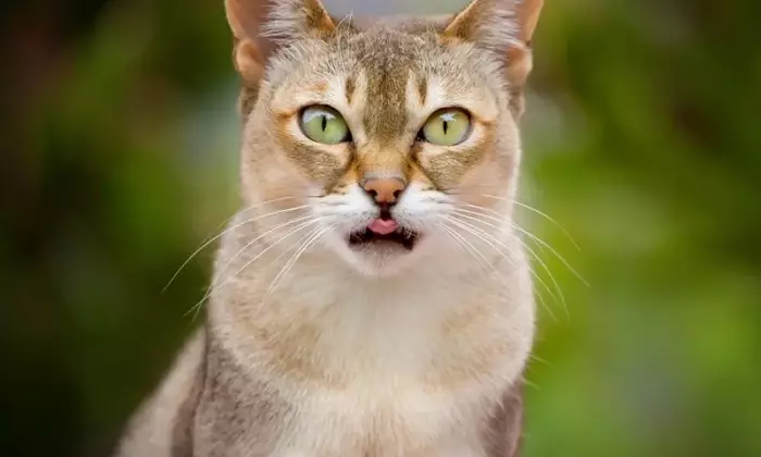 Singapura: Il Gatto Asiatico dal Carattere Vivace e l'Aspetto Distintivo