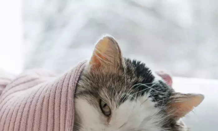 Anemia Felina: Diagnosi, Tipi e Trattamenti