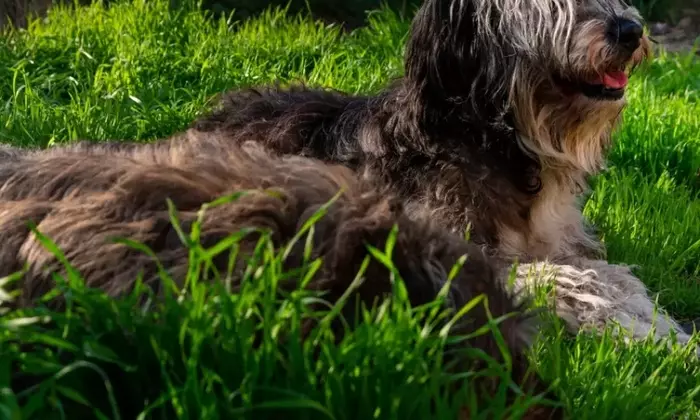 Il Pastore di Vallée: Un Compagno Nobile e Leale