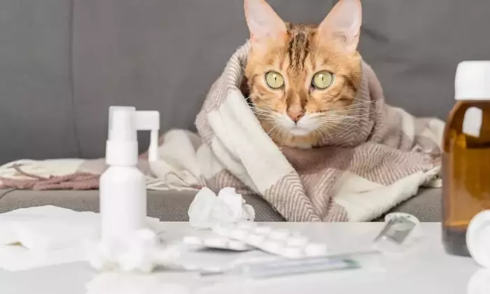 Influenza Felina: Comprendere, Trattare e Prevenire la Malattia Respiratoria del Gatto