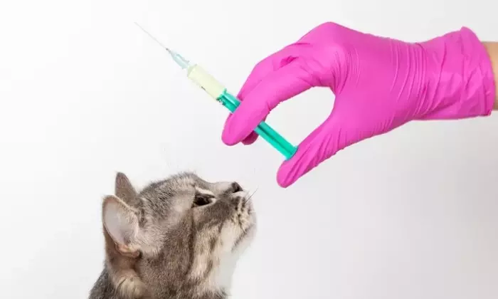 Guida Completa alla Vaccinazione Felina e ai Sarcomi Post-Vaccinali