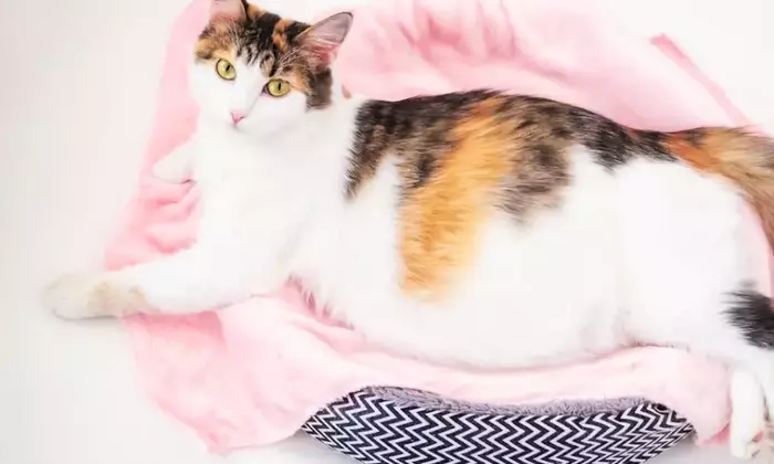 Guida Completa alla Gravidanza Felina: Tutto Quello Che Devi Sapere